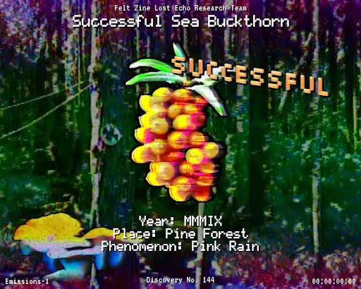 #144 | Successful Sea Buckthorn