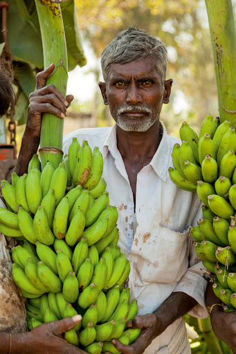 At the banana harvest, Karnataka #1/8