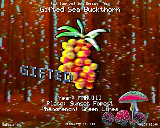 #419 | Gifted Sea Buckthorn
