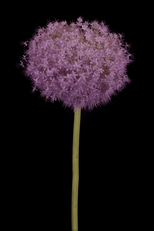 Allium Cristophii