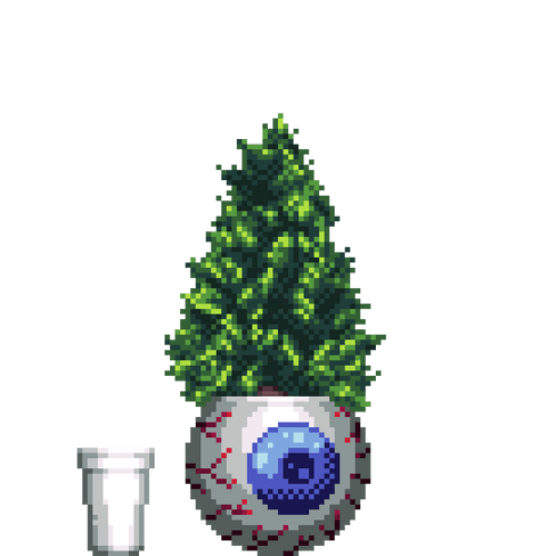 Cypress Pine in Eyeball pot with Styrofoam Cup