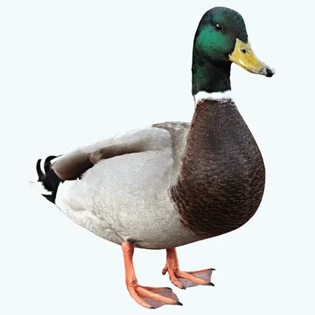 Quack Quack Quack