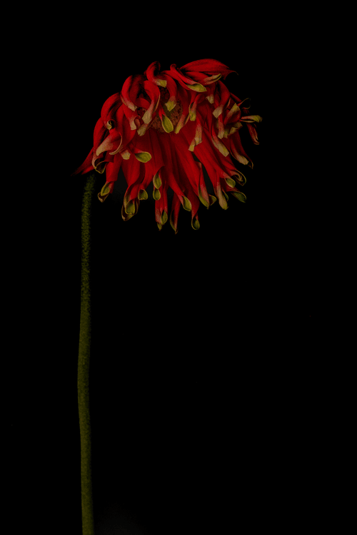 Asteraceae (dhalia)