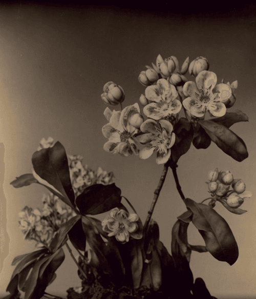 Plum Blossom, Albumen Print, 1889
